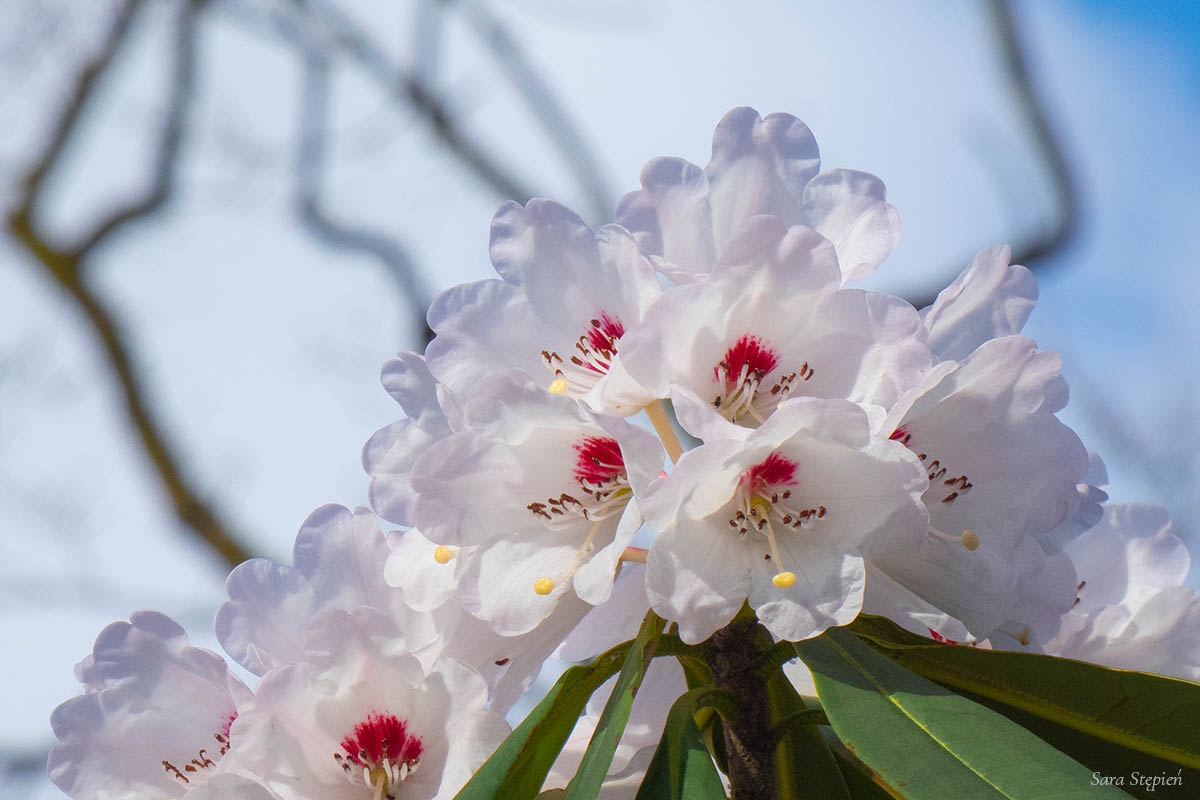 Rozw&oacute;j CMXXXIV