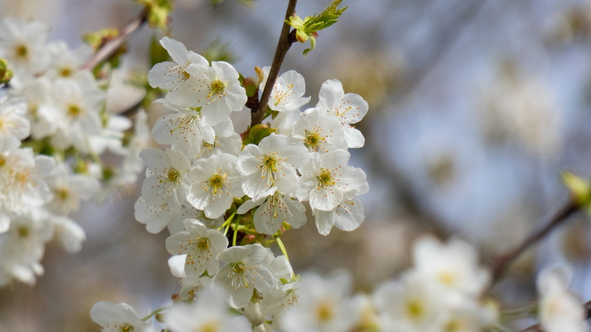 Rozw&oacute;j MCDXCIV