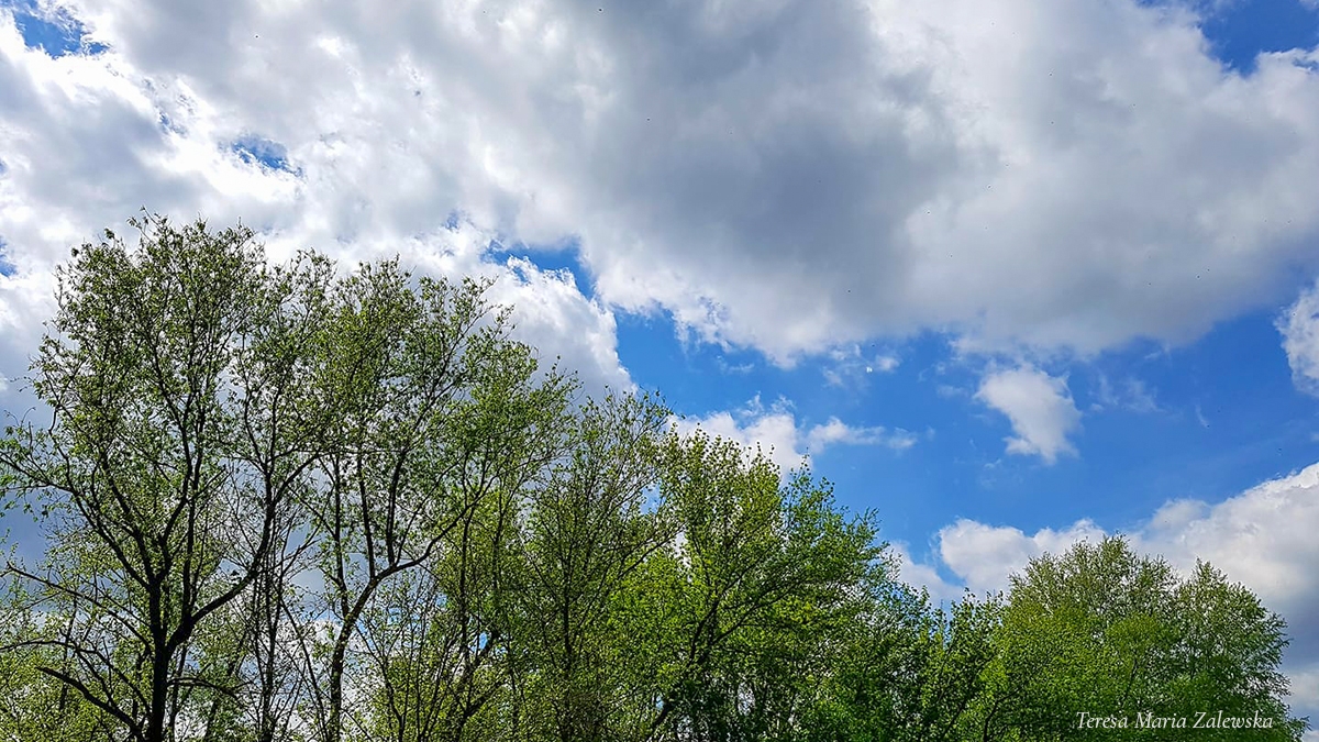 Rozw&oacute;j CMLXIX