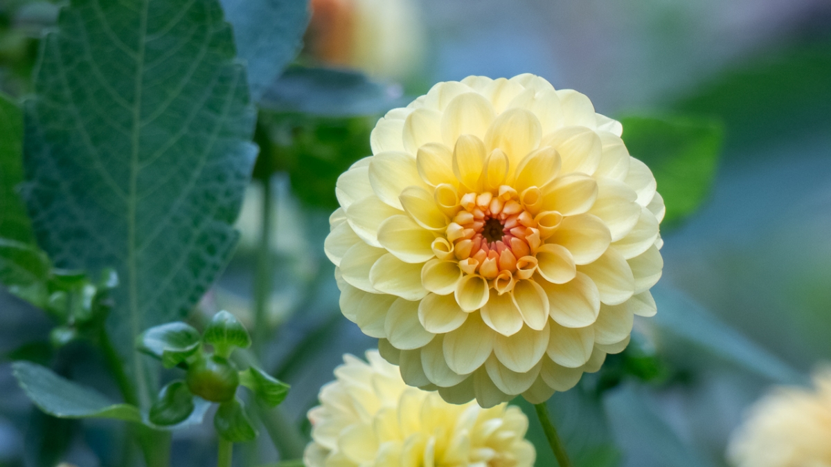 Rozw&oacute;j MCCCLXXIV