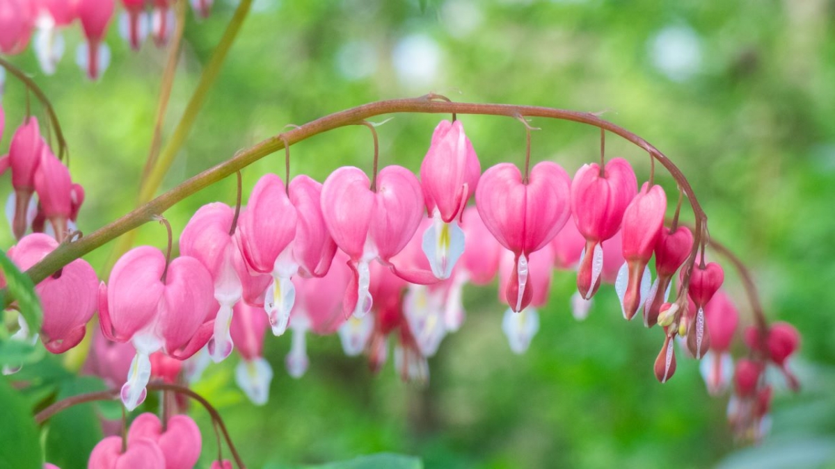 Rozw&oacute;j MCCCLXV