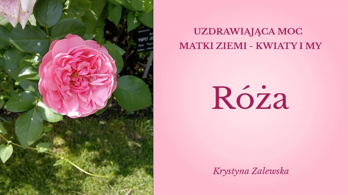 Uzdrawiająca moc Matki Ziemi - Kwiaty i my I