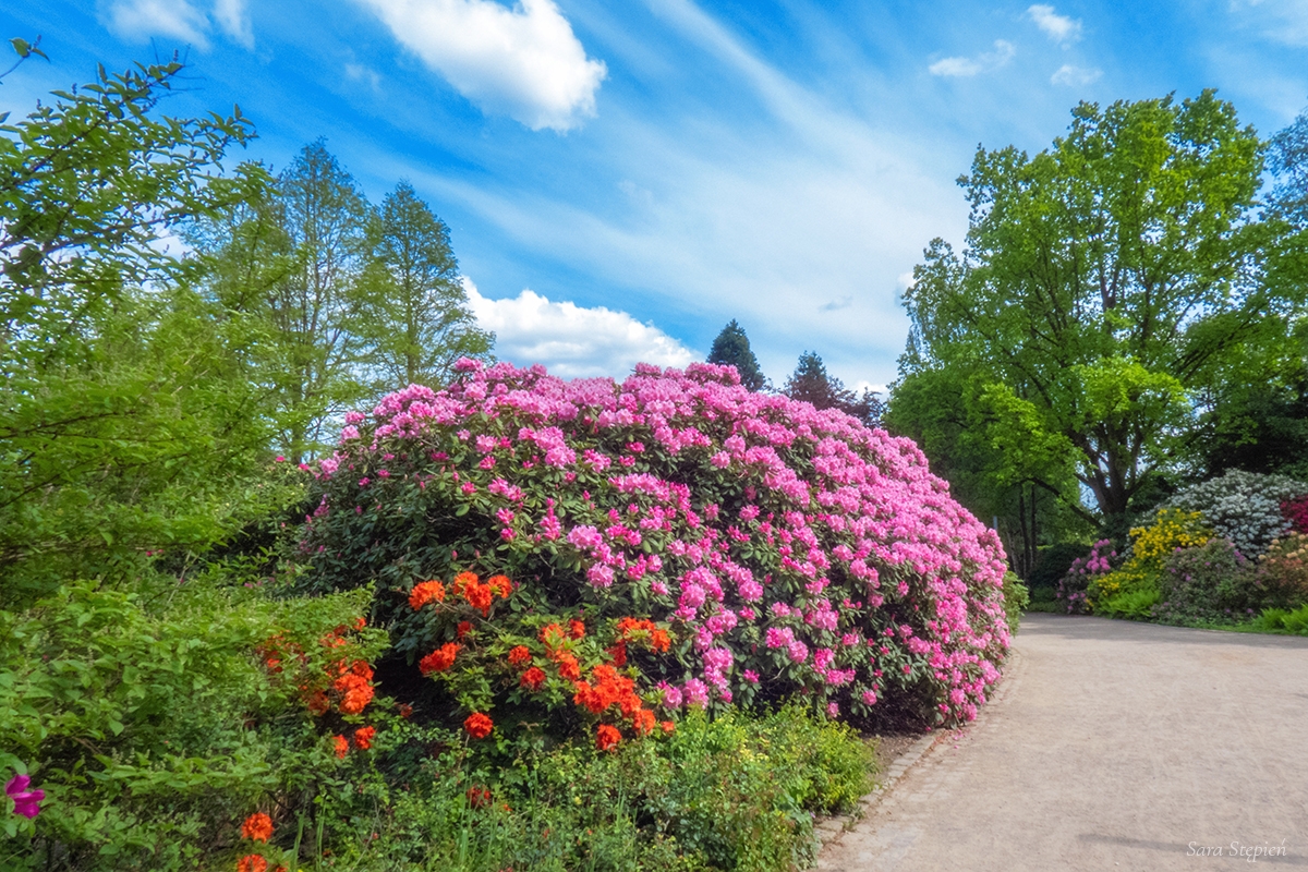 Rozw&oacute;j DCCXXXII