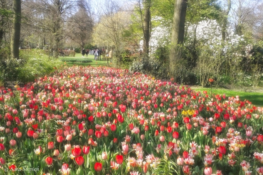 Rozw&oacute;j LXXXVIII