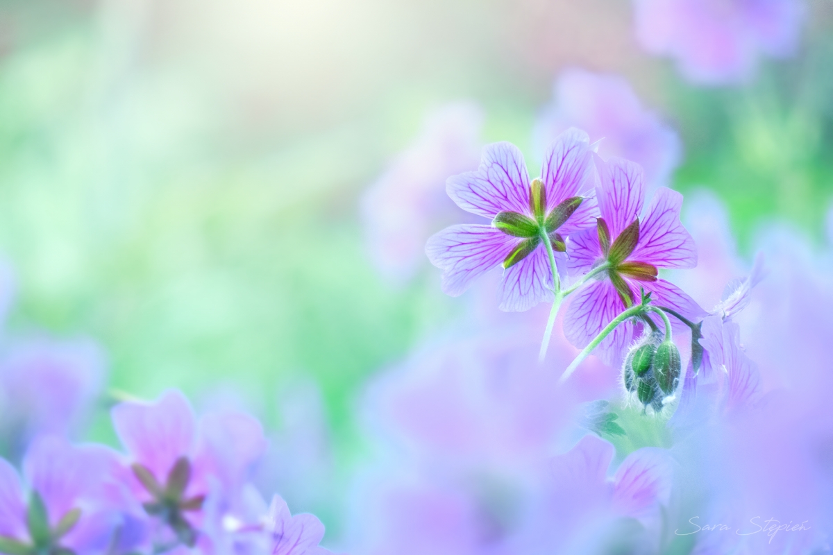 Rozw&oacute;j CDLXIX