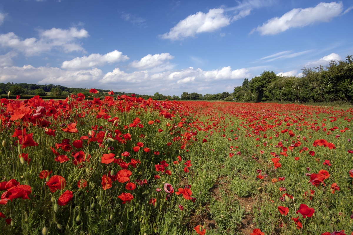 Rozw&oacute;j DCCLIV