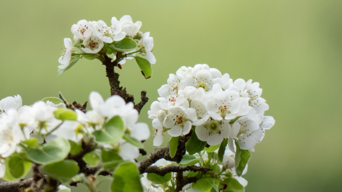 Rozw&oacute;j MCDXVII